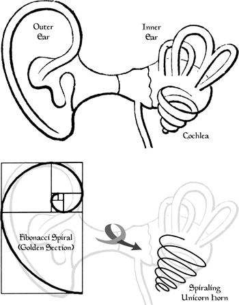 Unicorn Cochlea